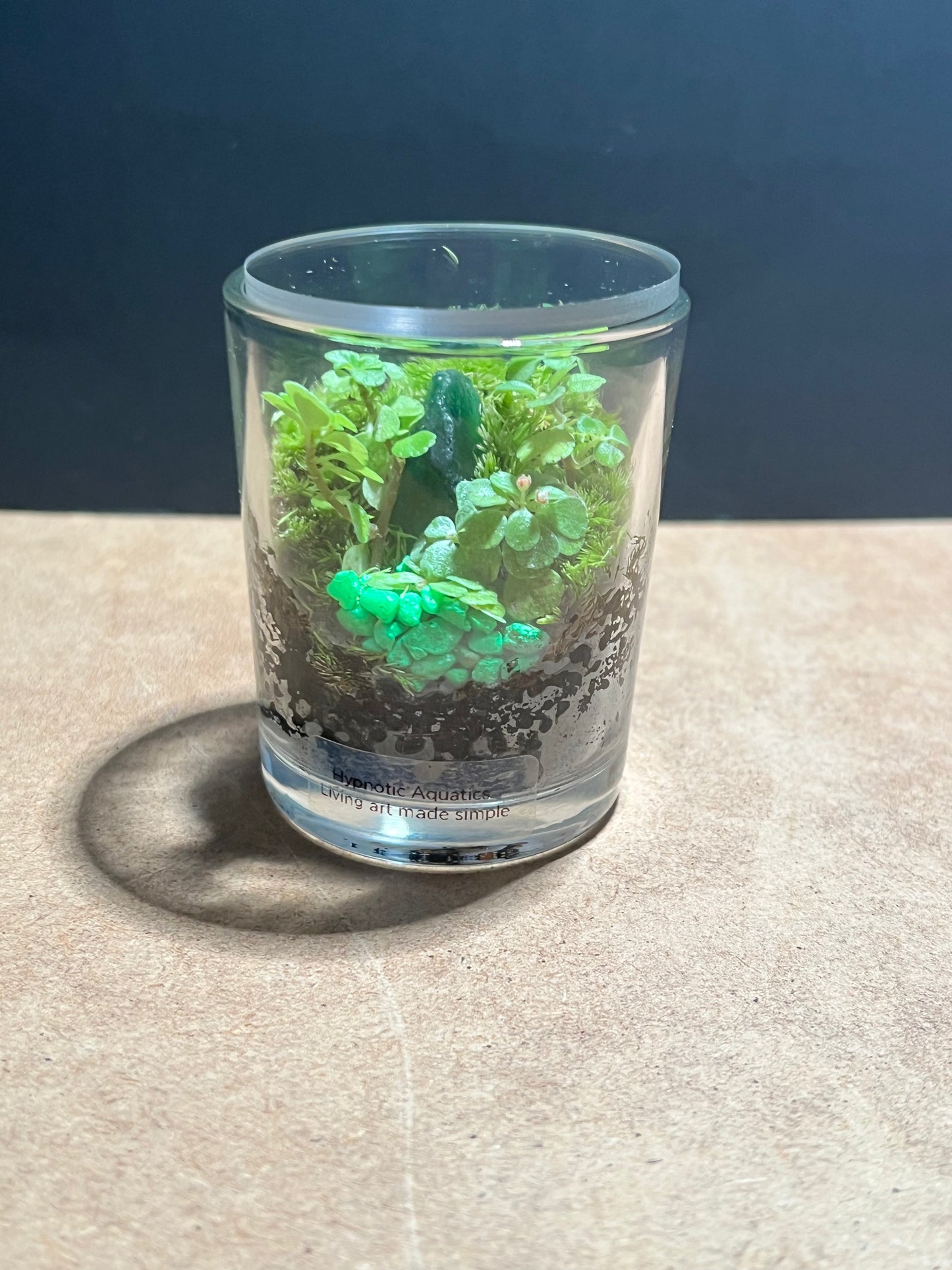 Terrarium 623