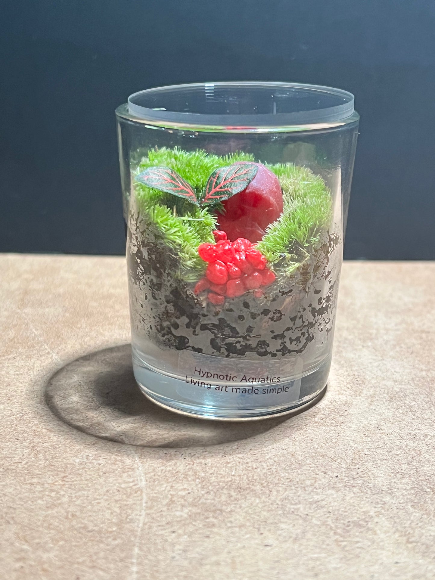 Terrarium 624