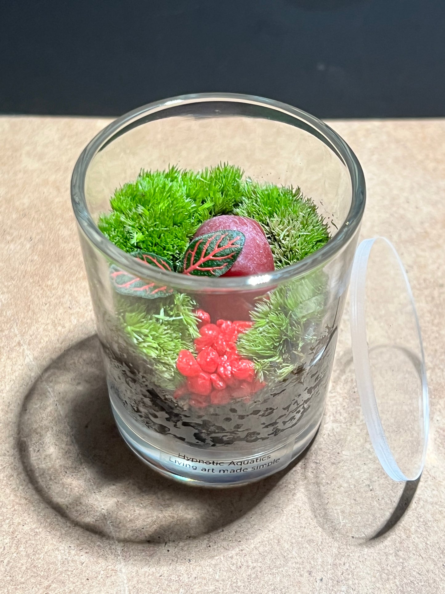 Terrarium 624