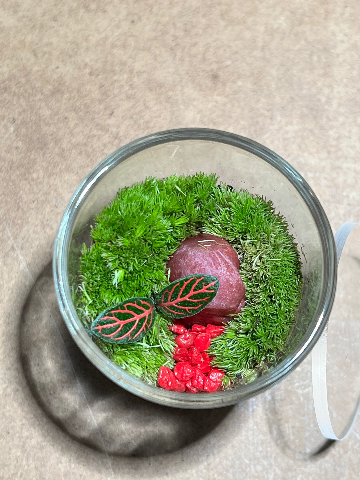 Terrarium 624