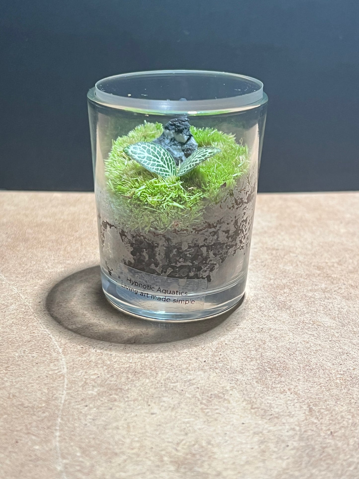 Terrarium 625