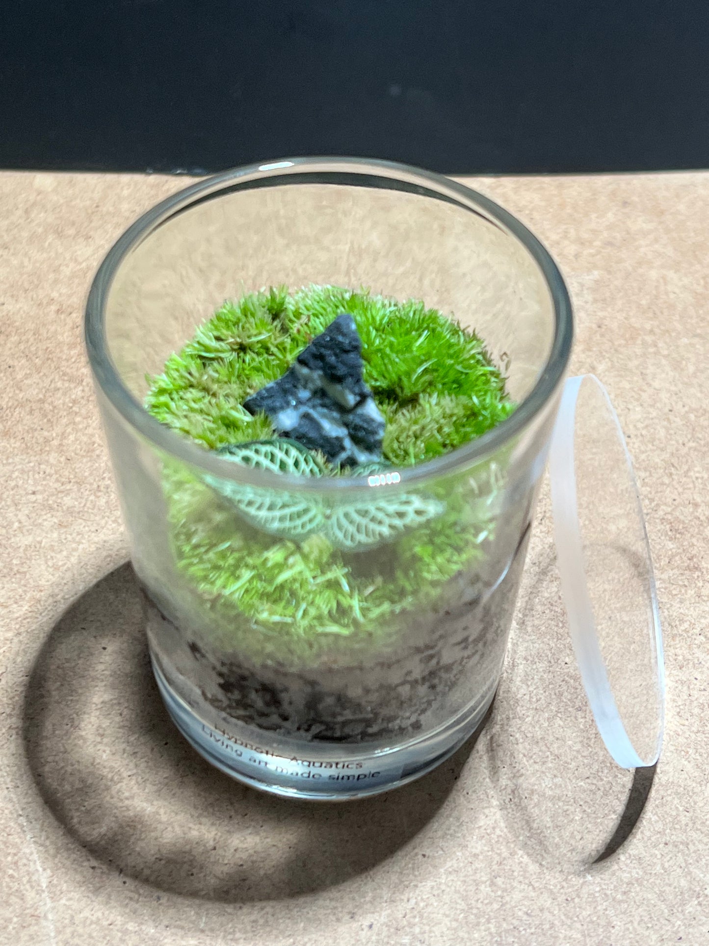 Terrarium 625