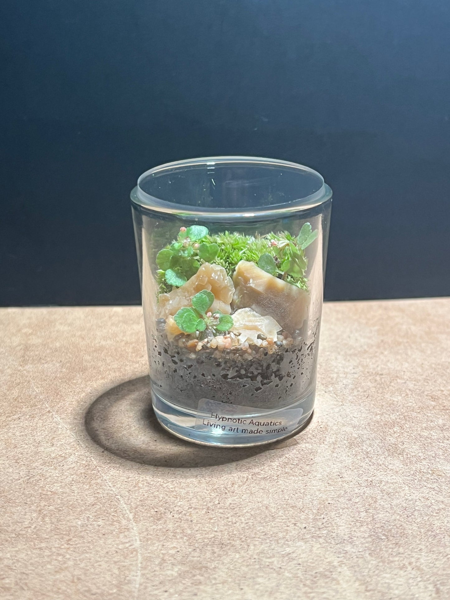 Terrarium 626
