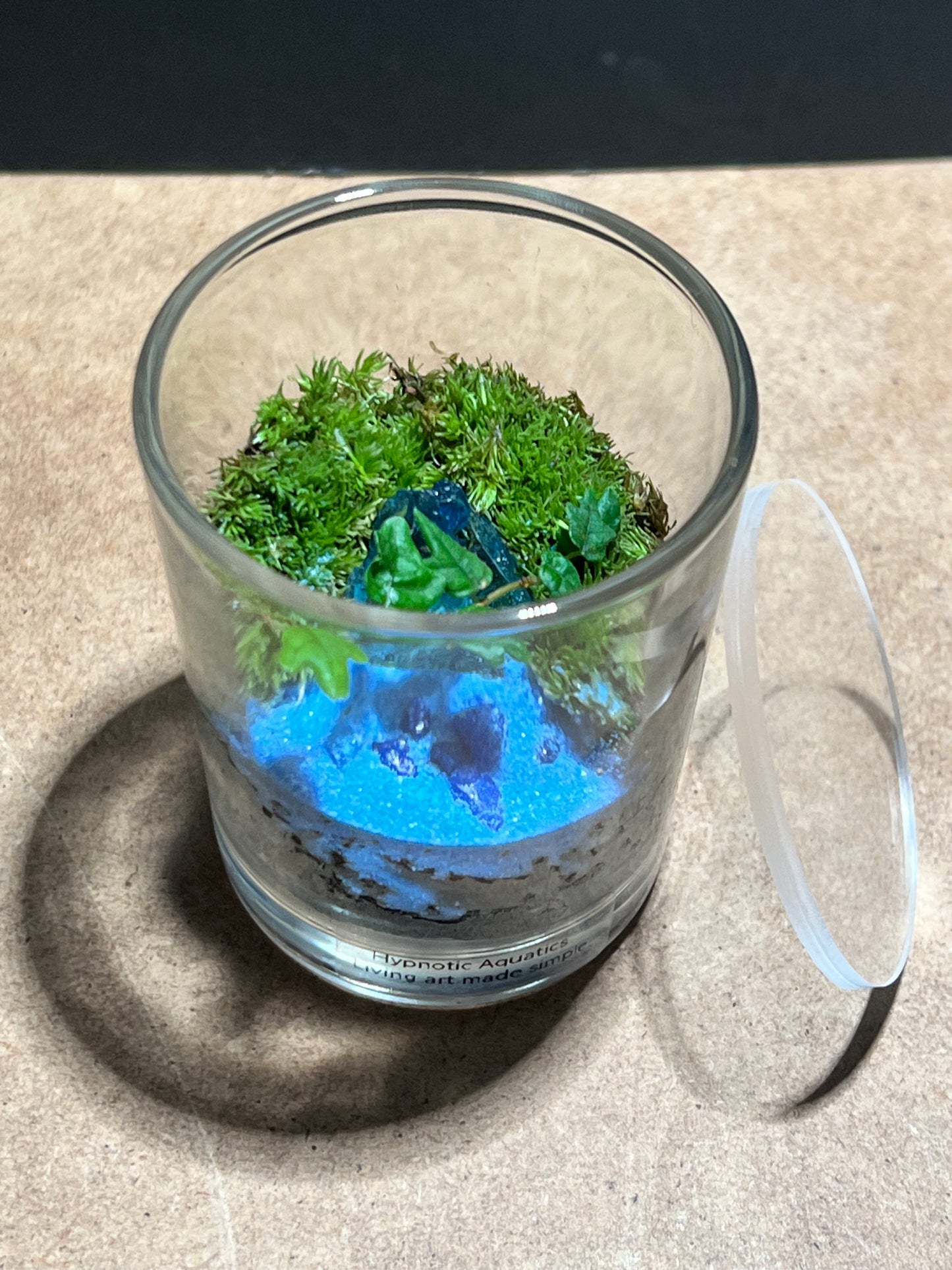 Terrarium 627