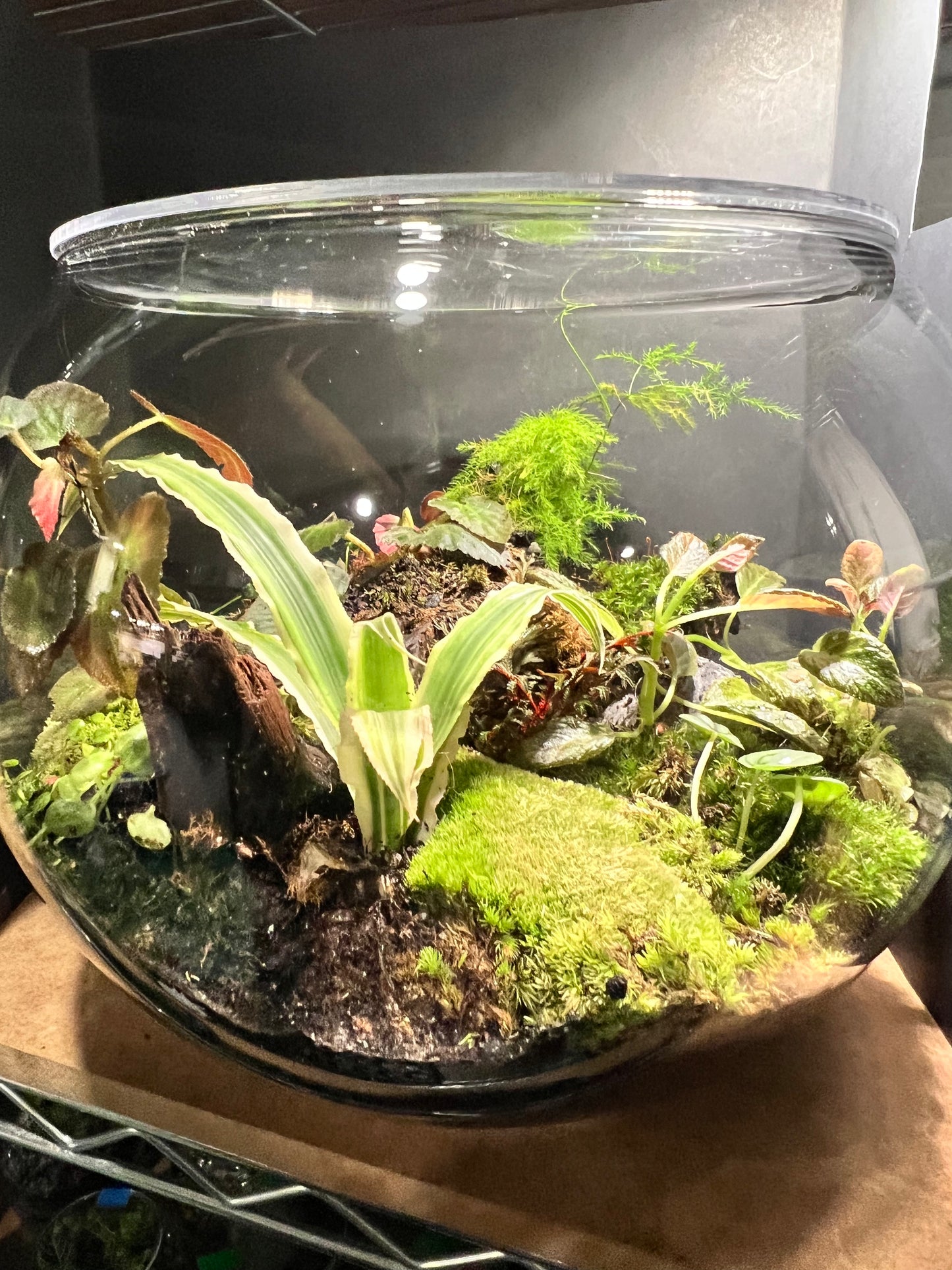 Terrarium 293