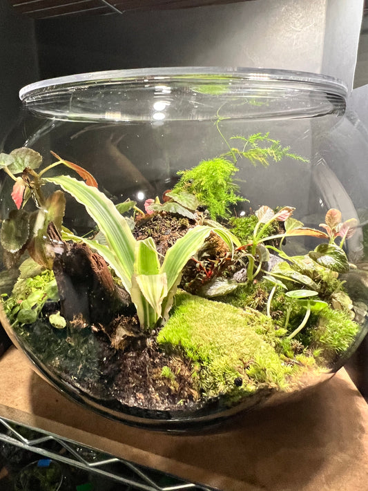 Terrarium 293
