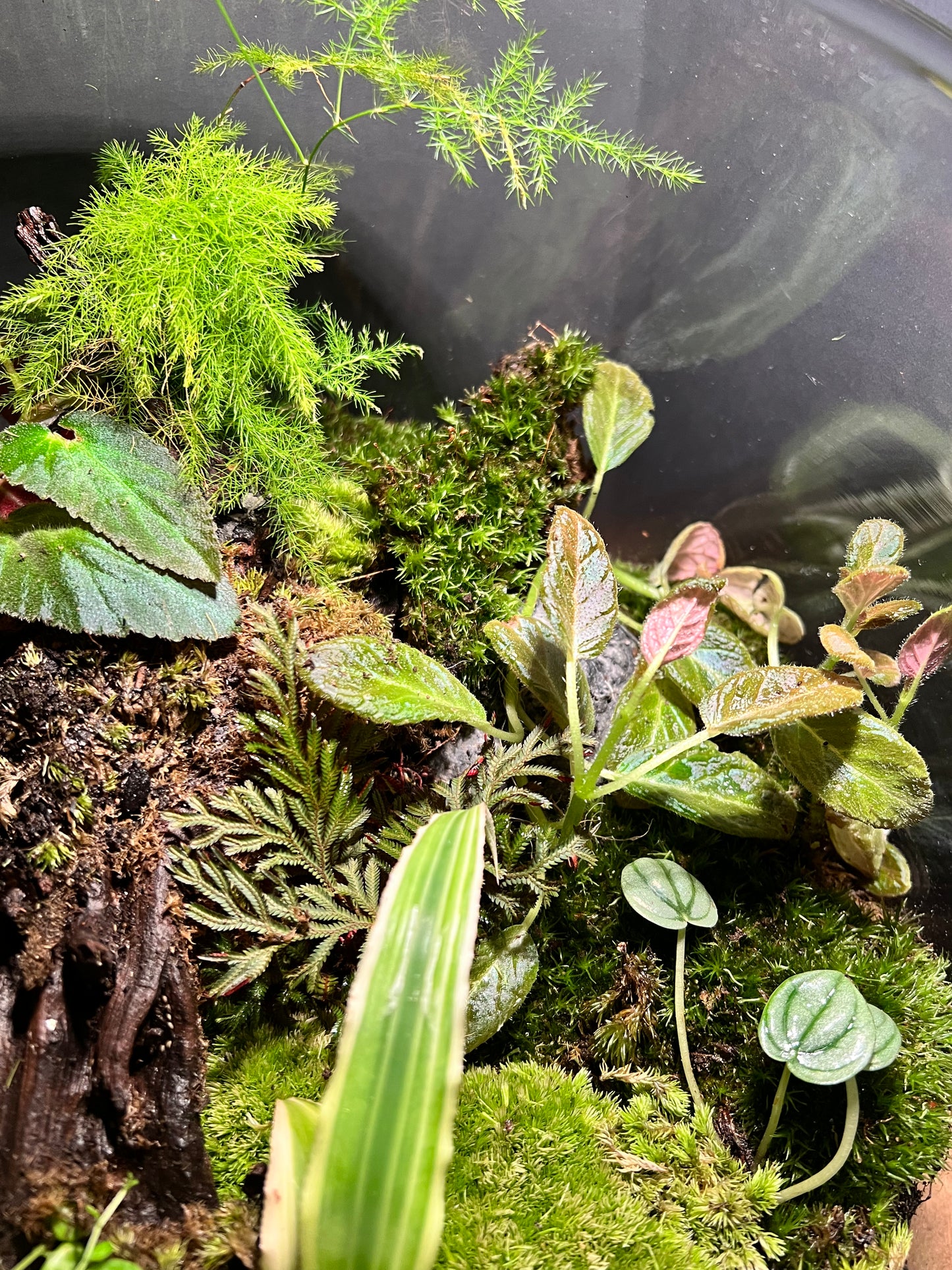 Terrarium 293