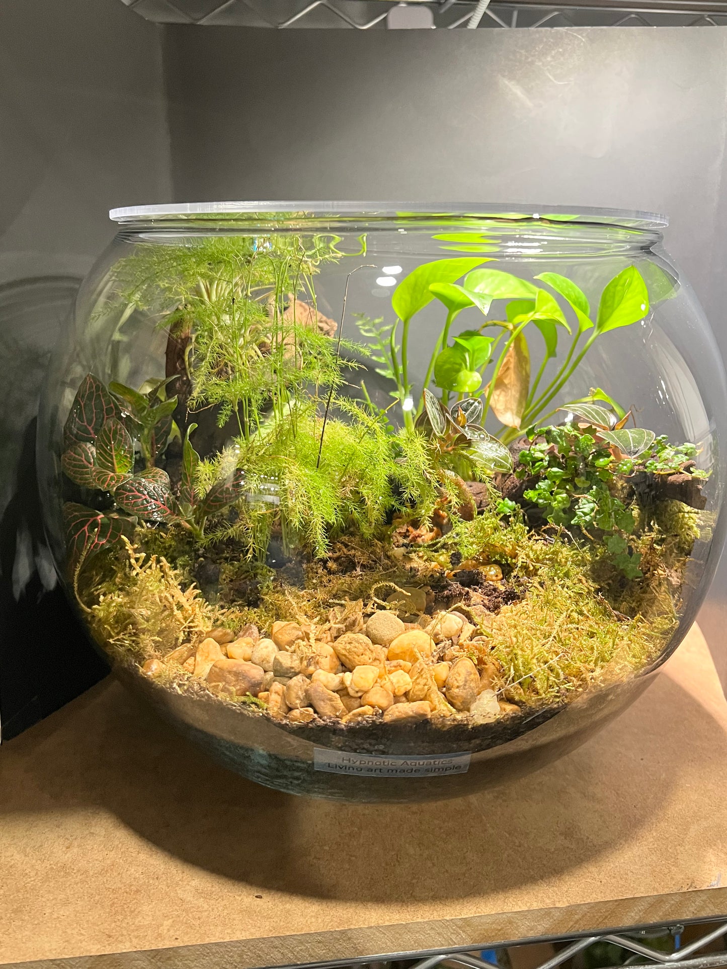 Terrarium #19