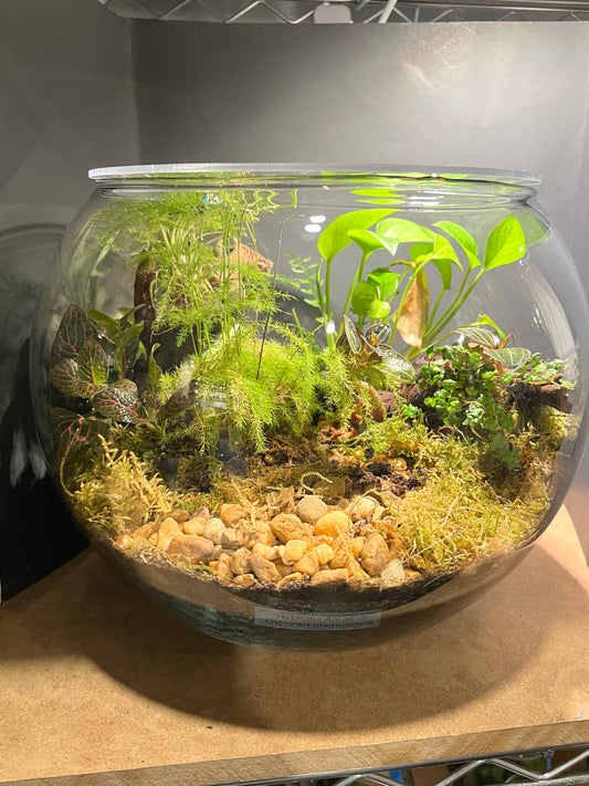 Terrarium #19