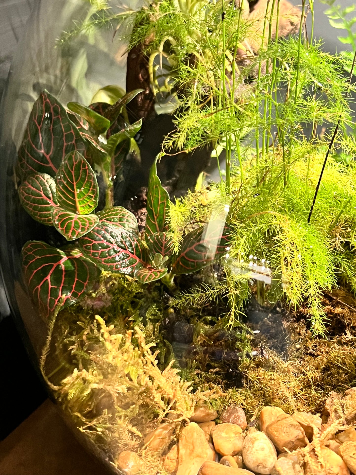 Terrarium #19