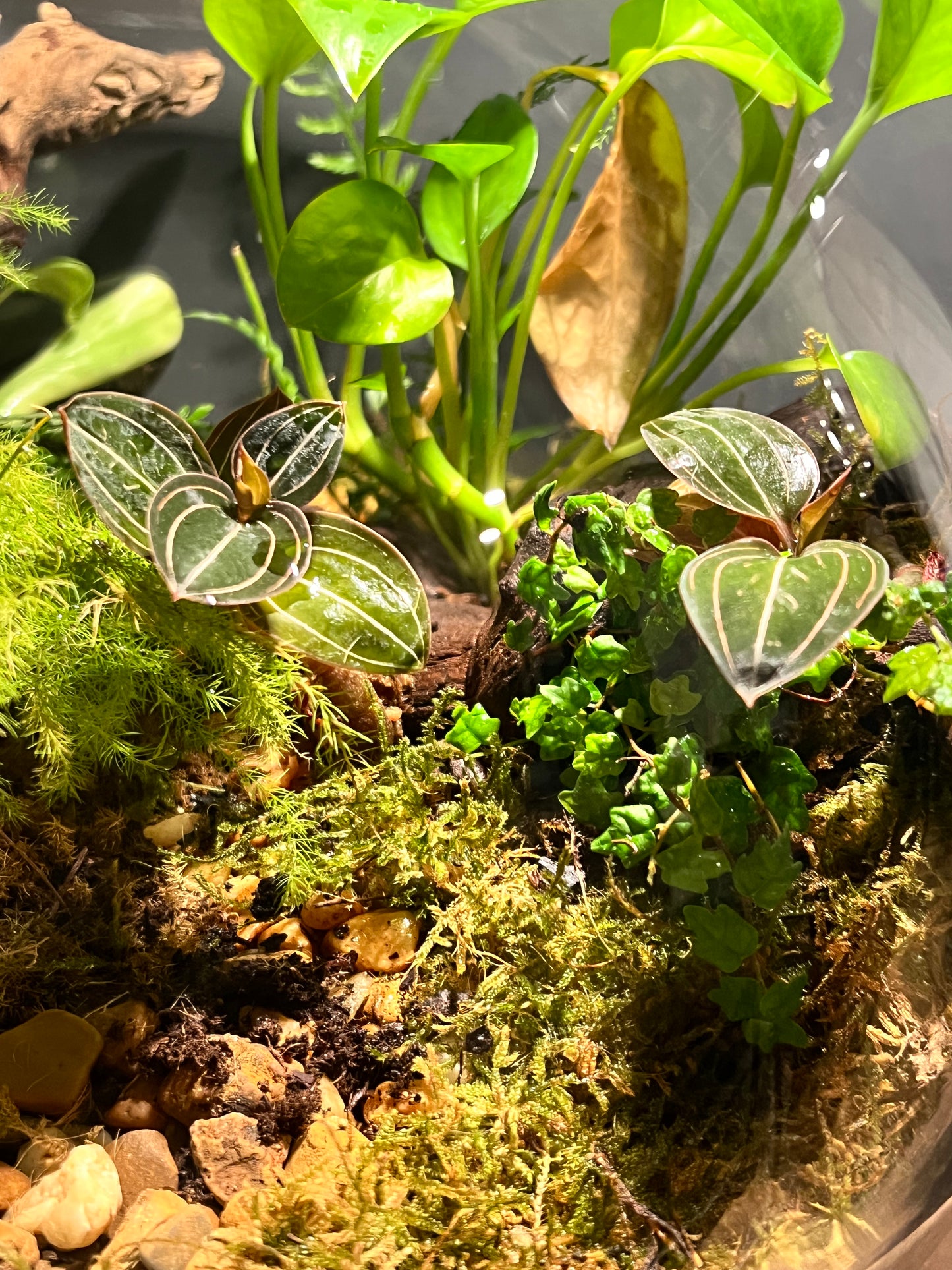 Terrarium #19