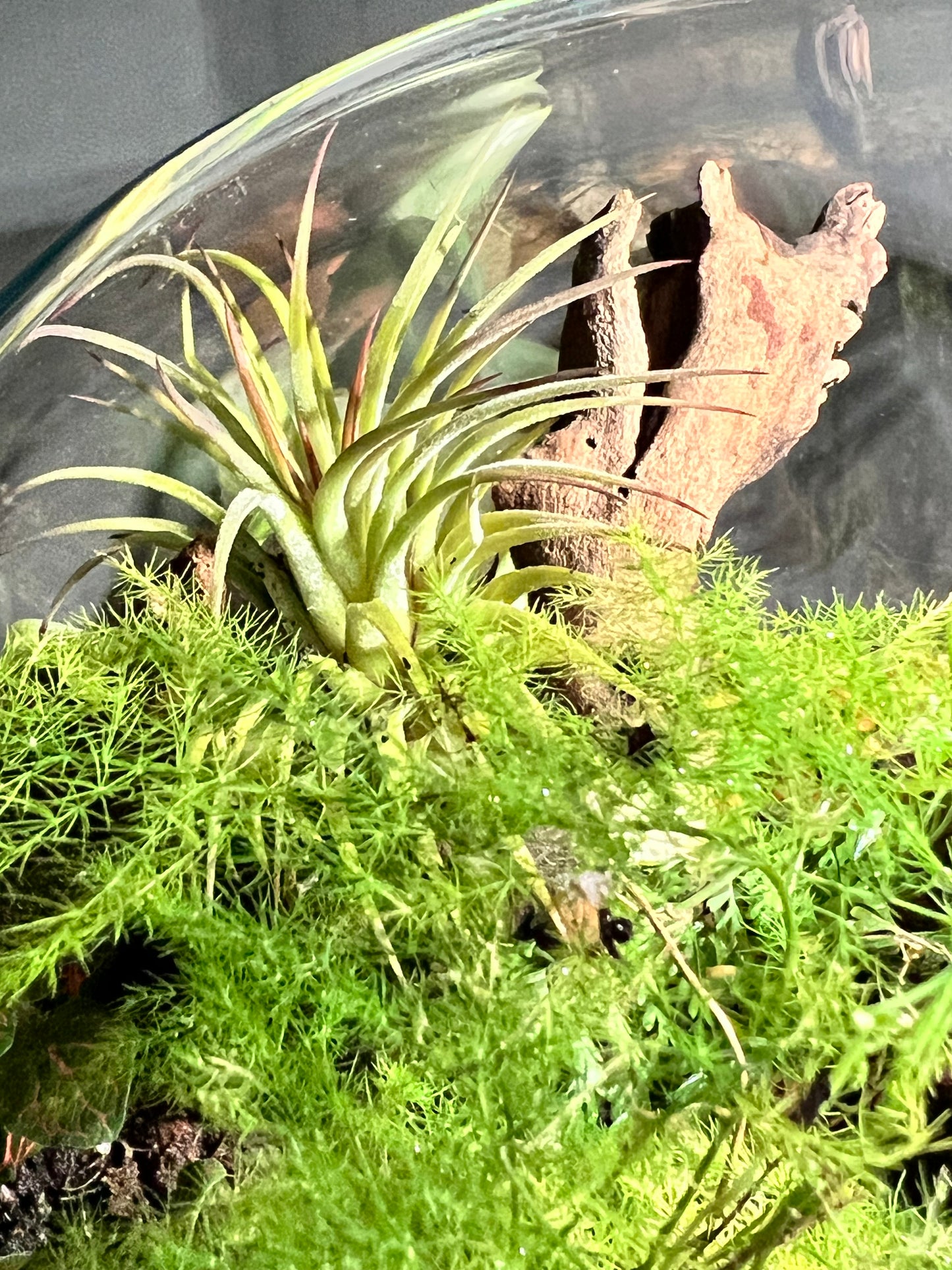 Terrarium #19