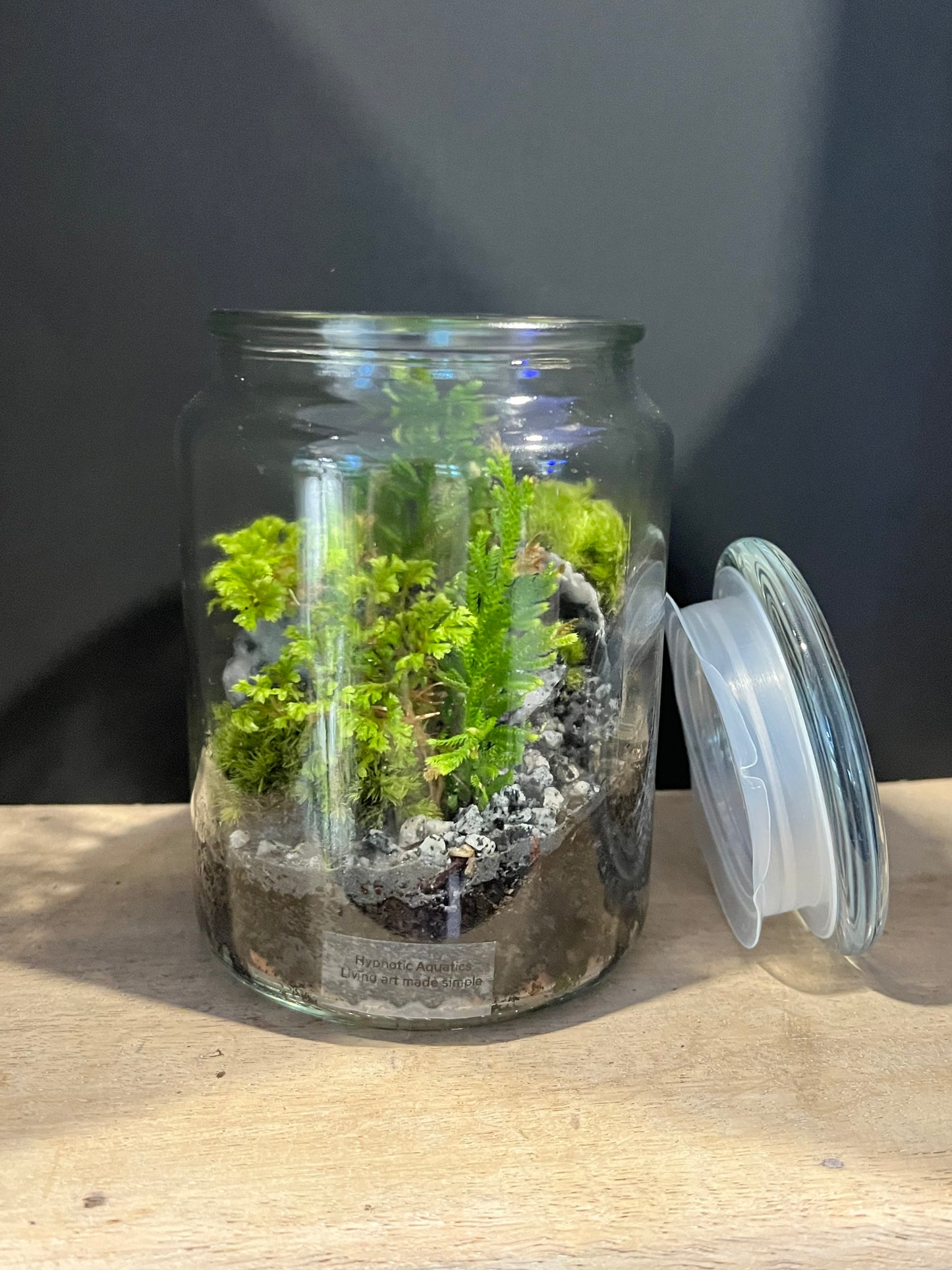 Terrarium 629