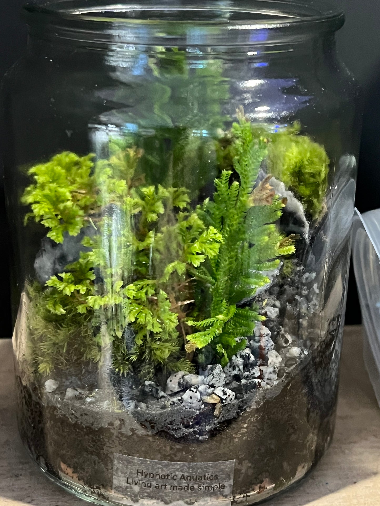 Terrarium 629