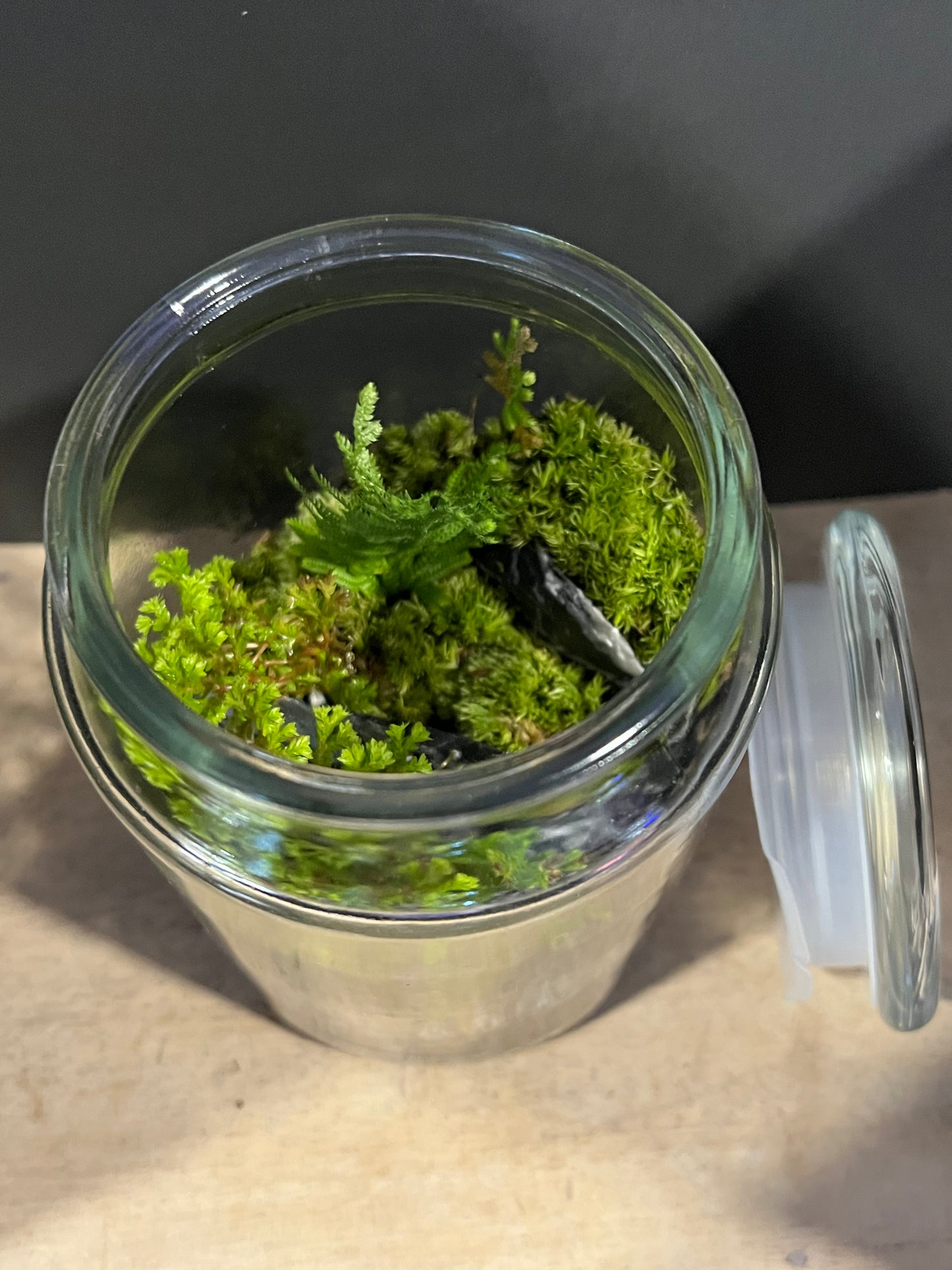 Terrarium 629