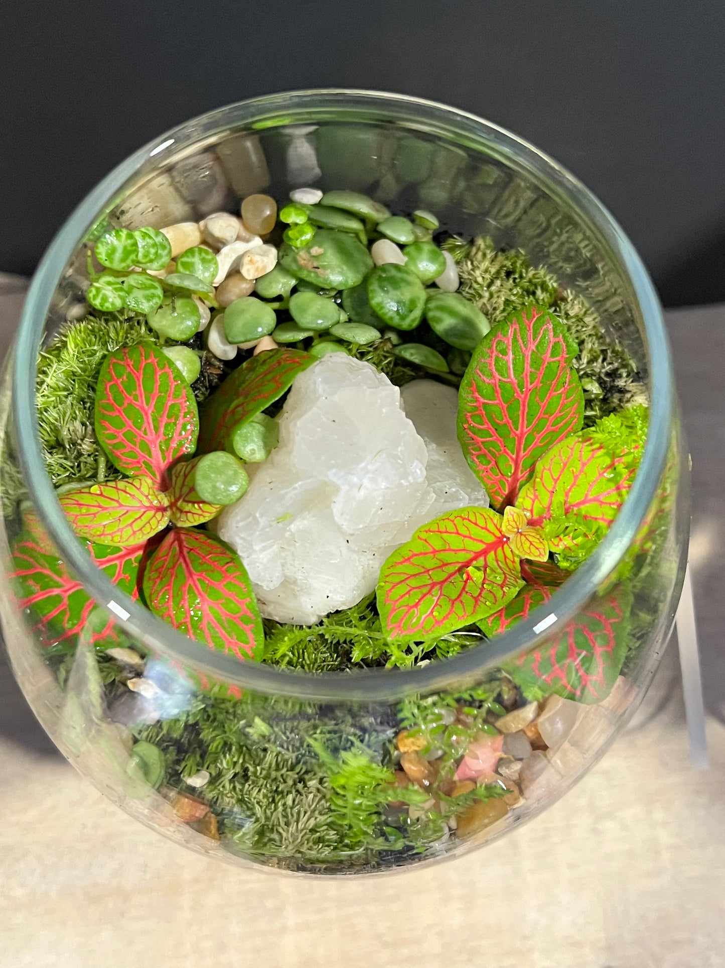 Terrarium 630
