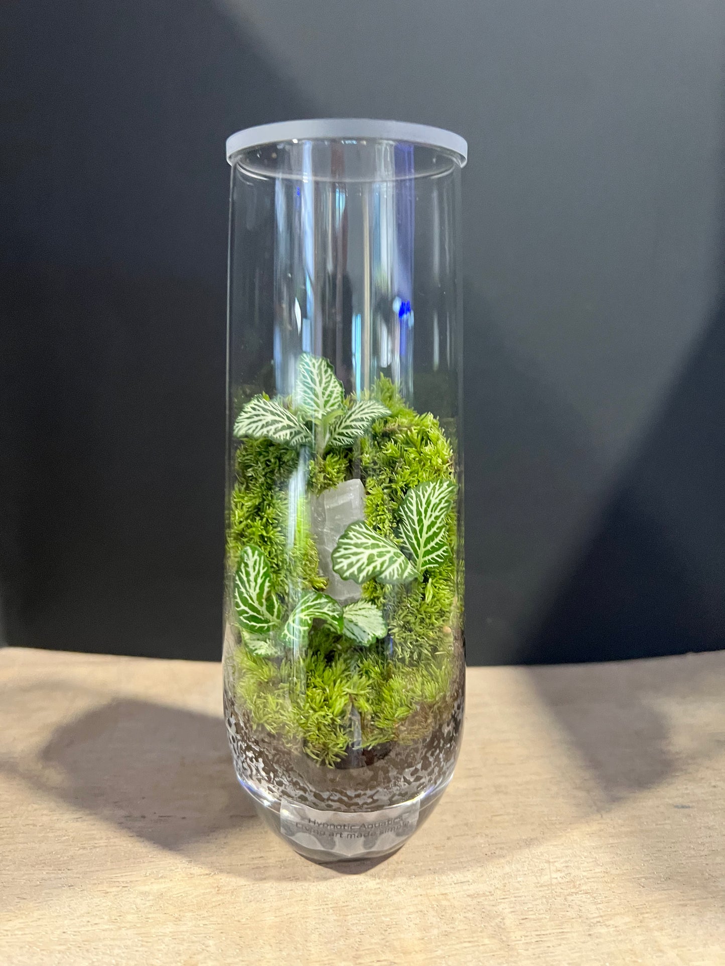 Terrarium 631