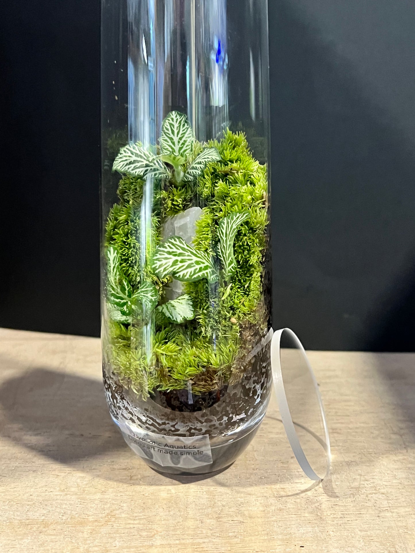 Terrarium 631