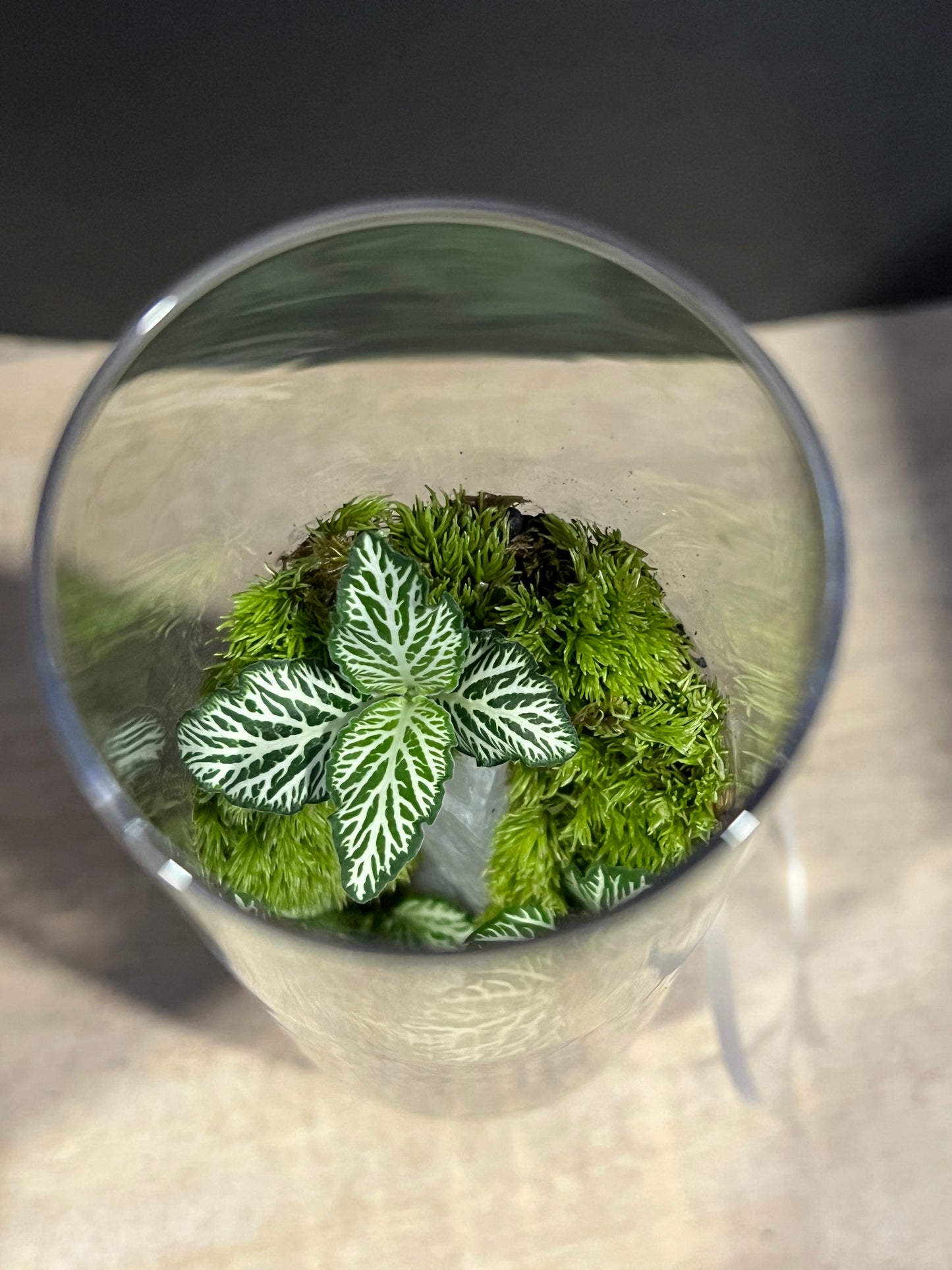 Terrarium 631