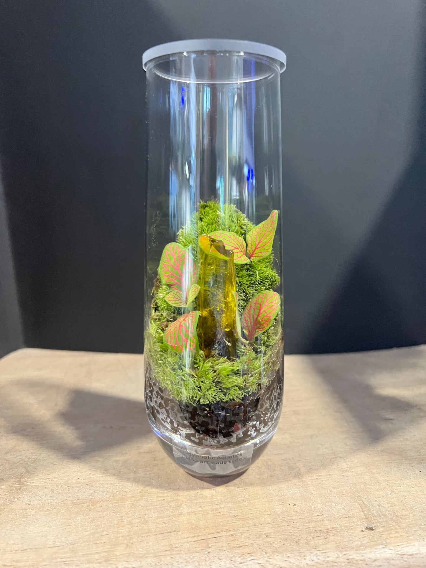 Terrarium 632