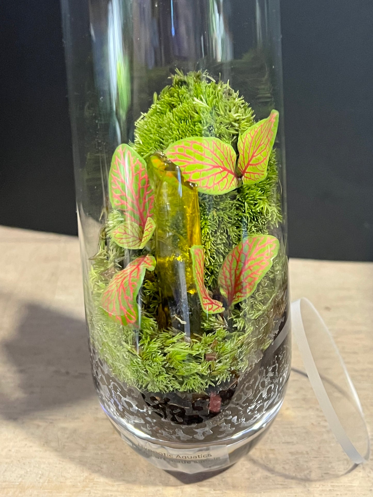 Terrarium 632