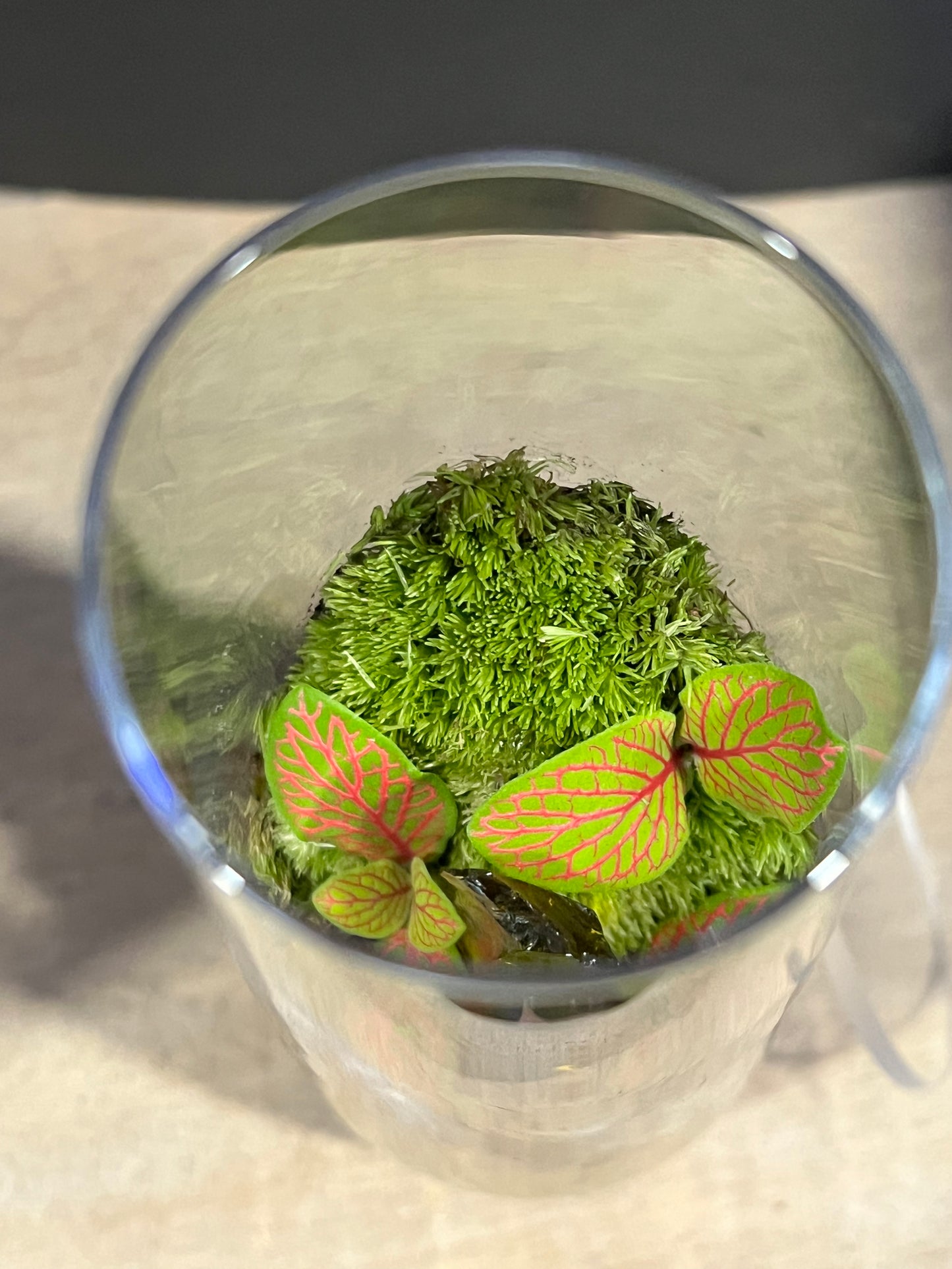 Terrarium 632