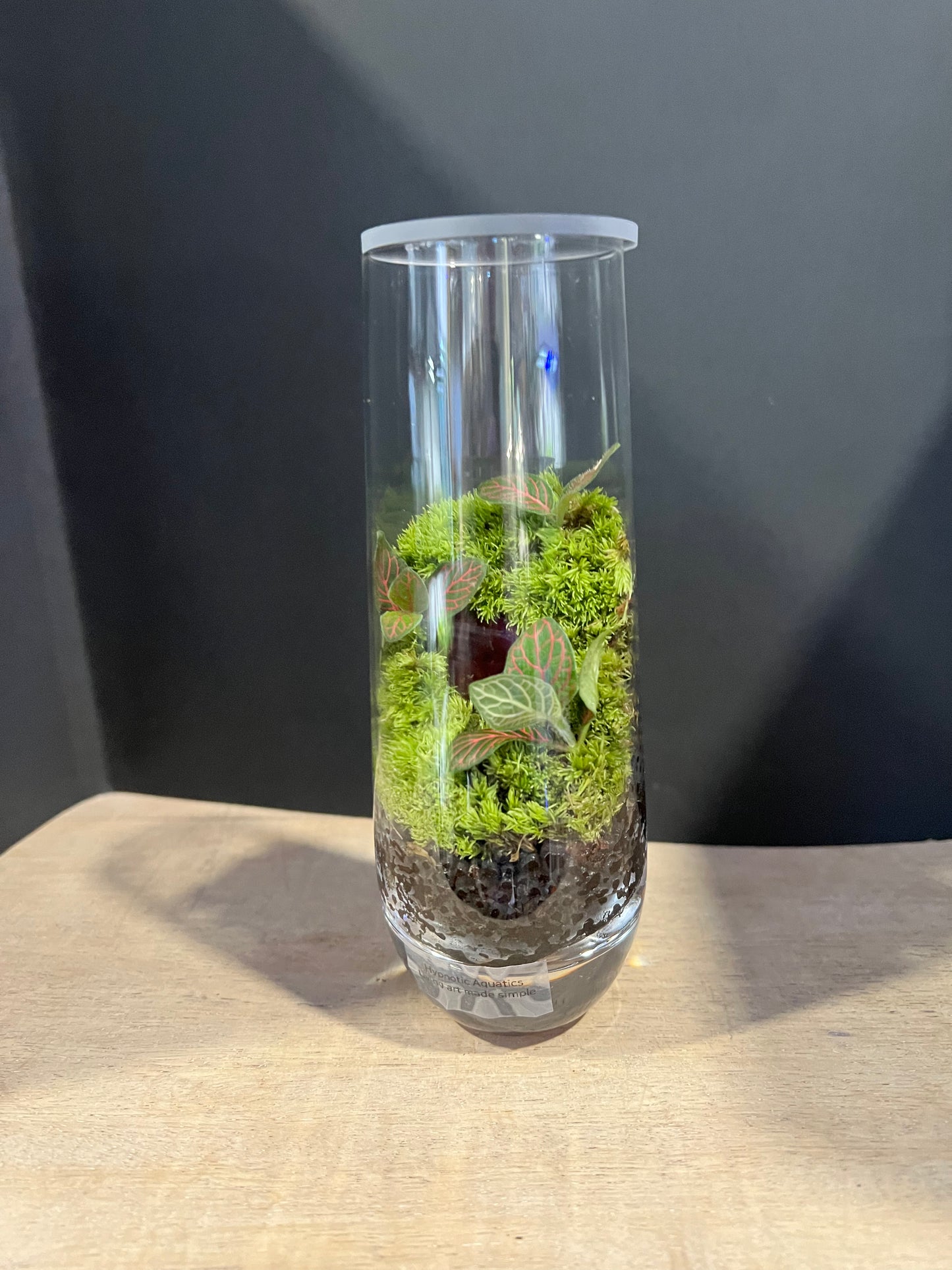 Terrarium 633