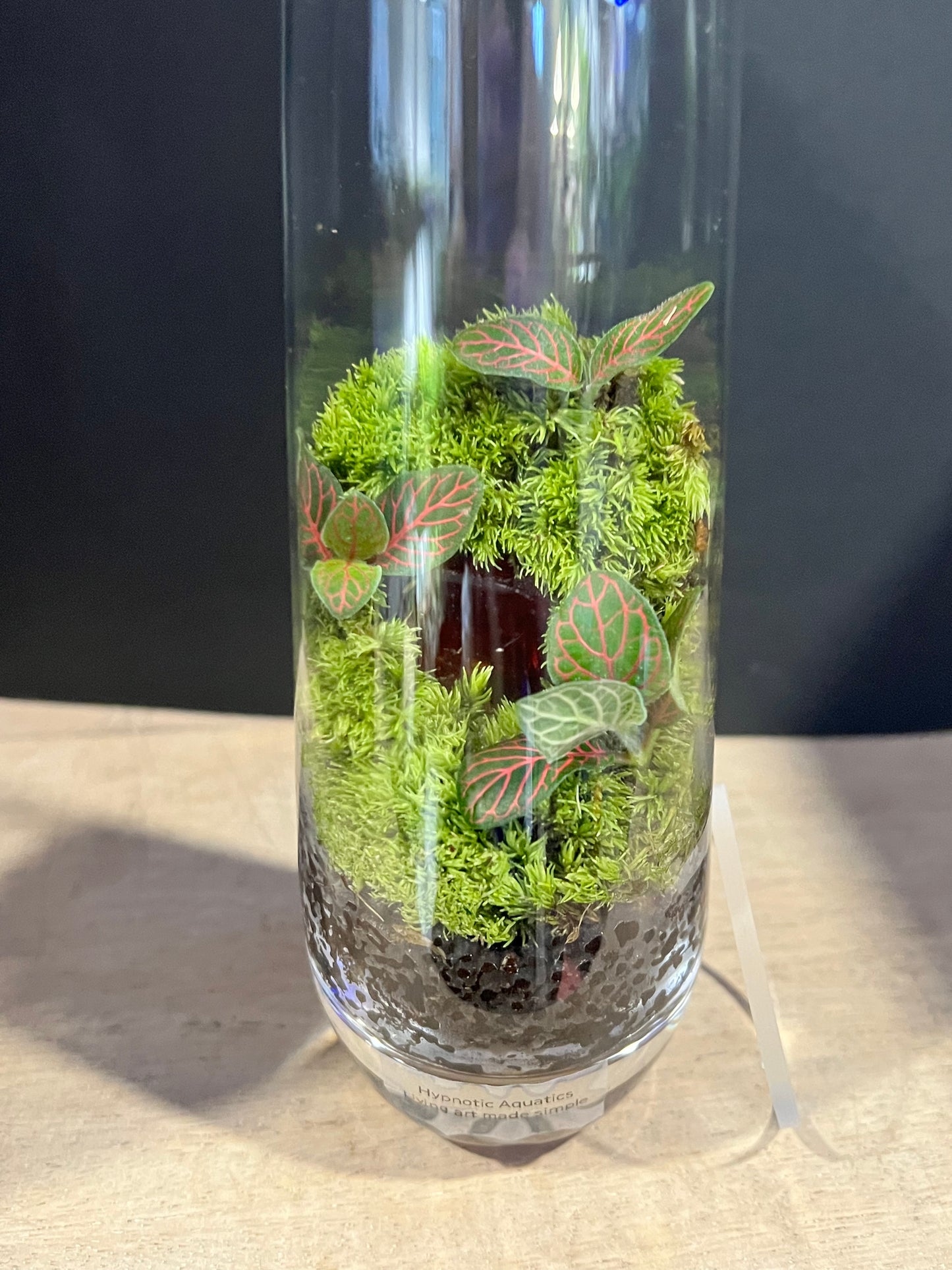 Terrarium 633