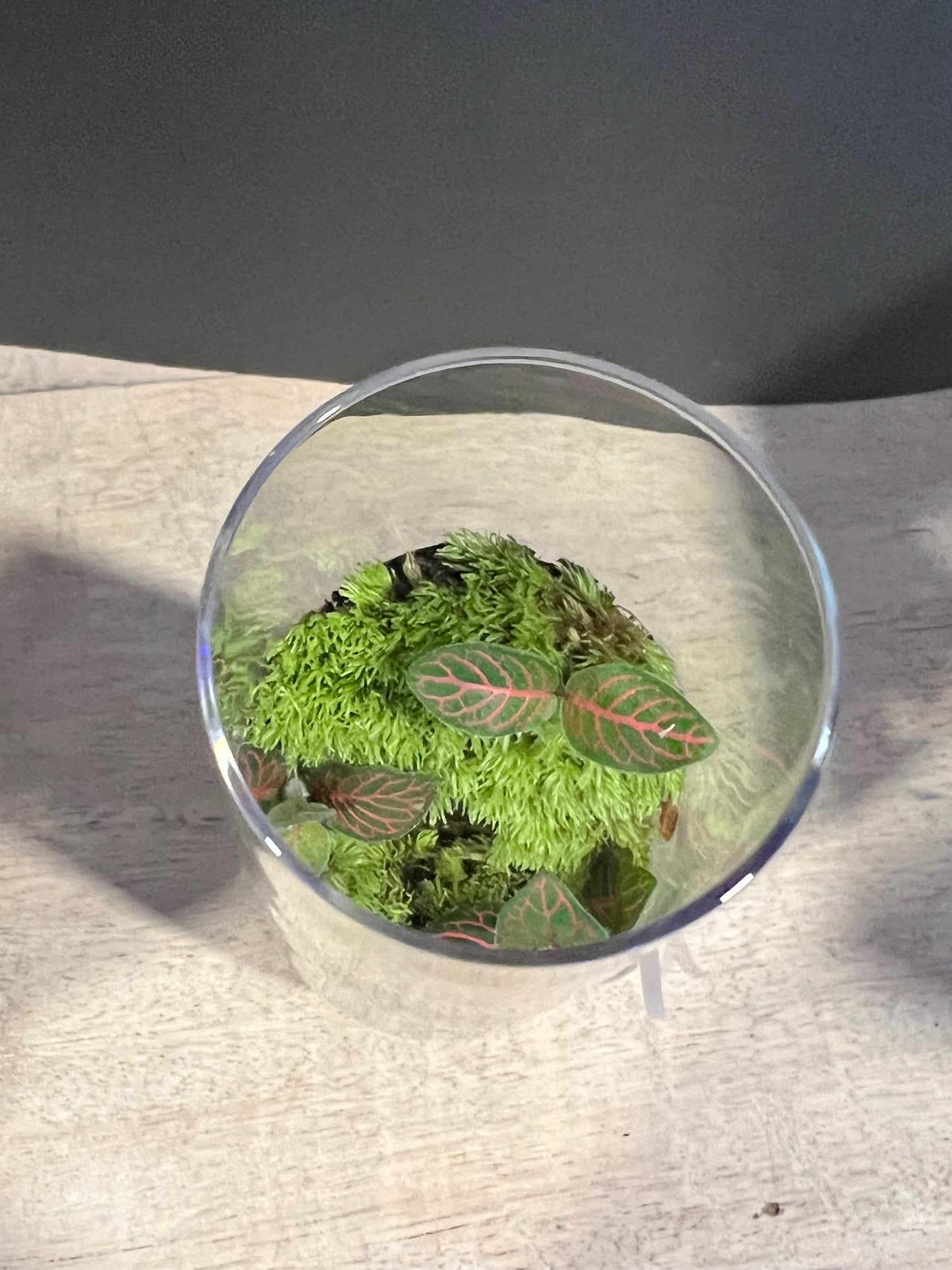 Terrarium 633