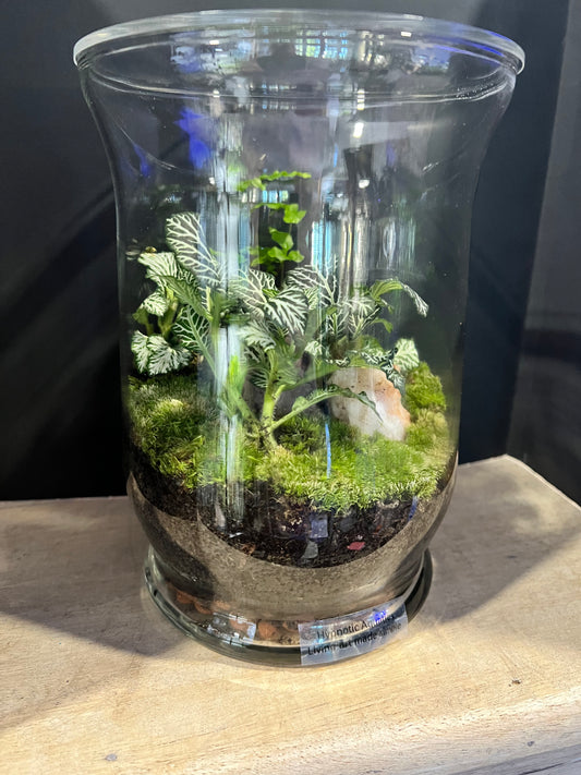 Terrarium 634