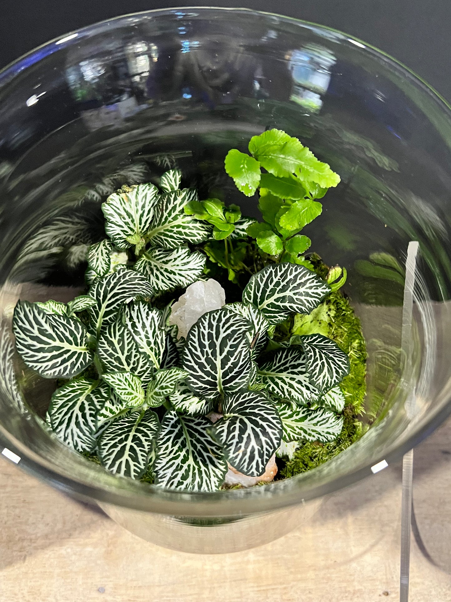 Terrarium 634