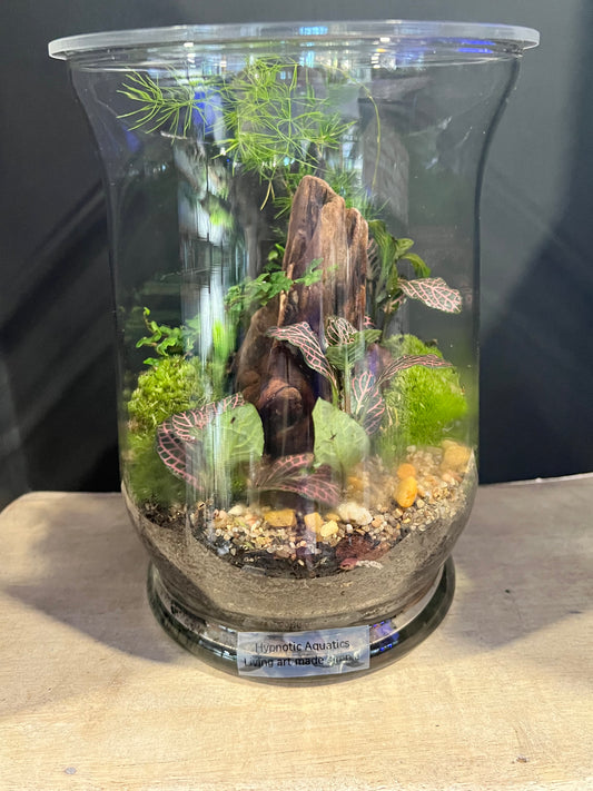 Terrarium 635