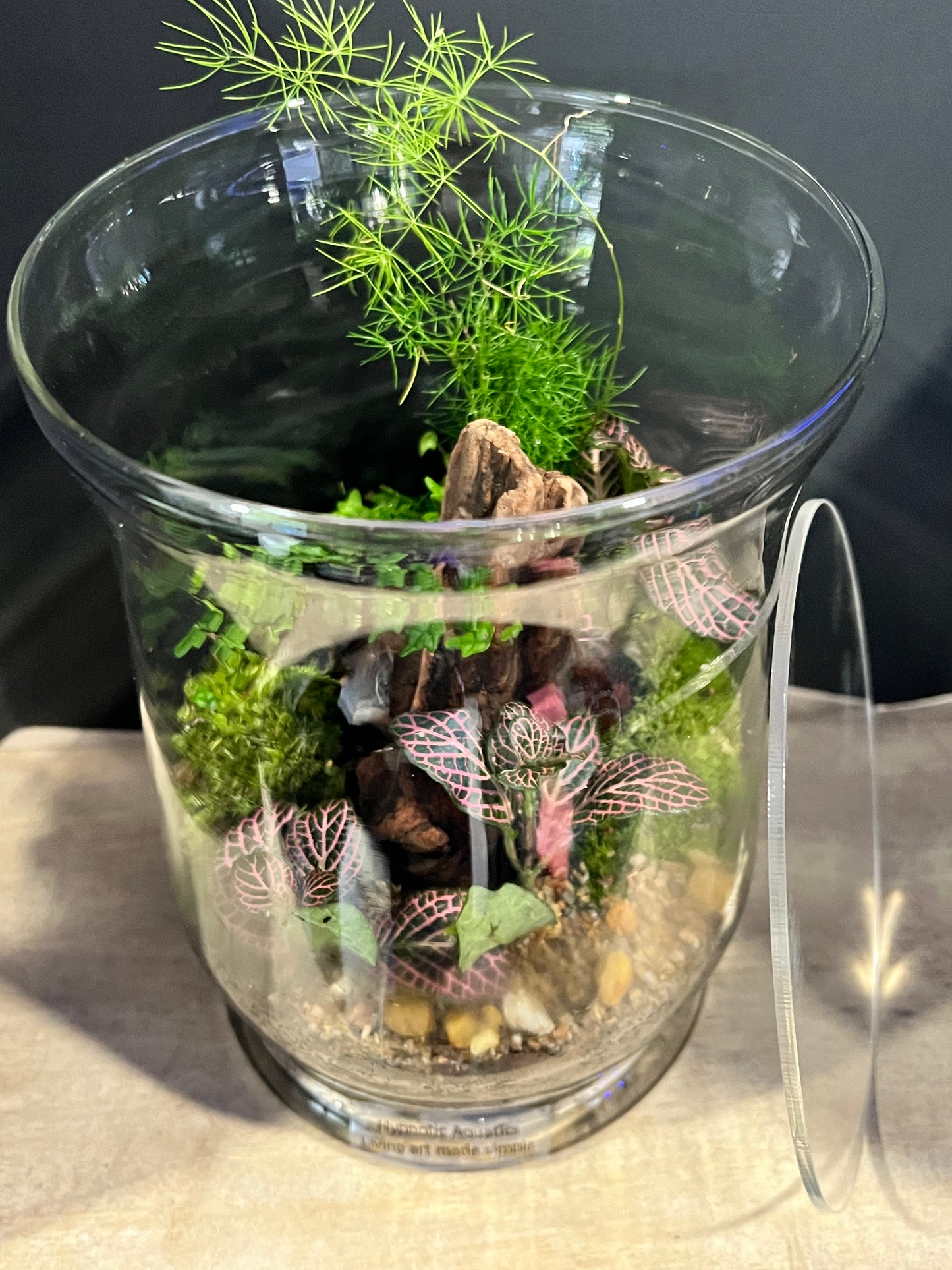 Terrarium 635