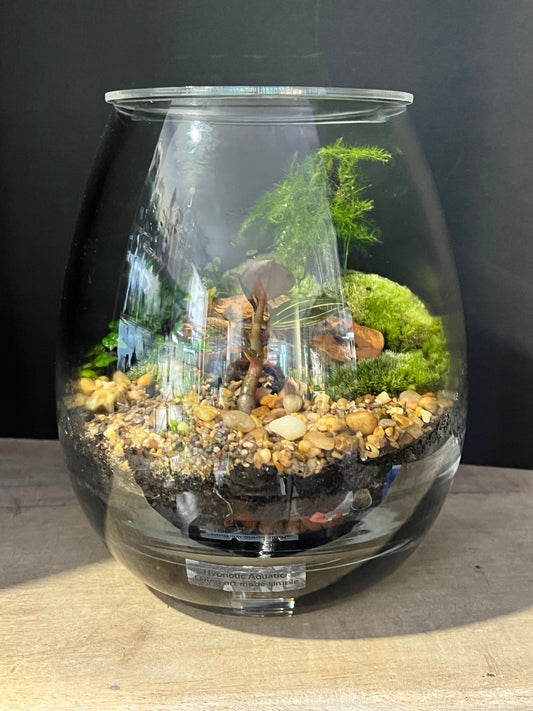 Terrarium 637