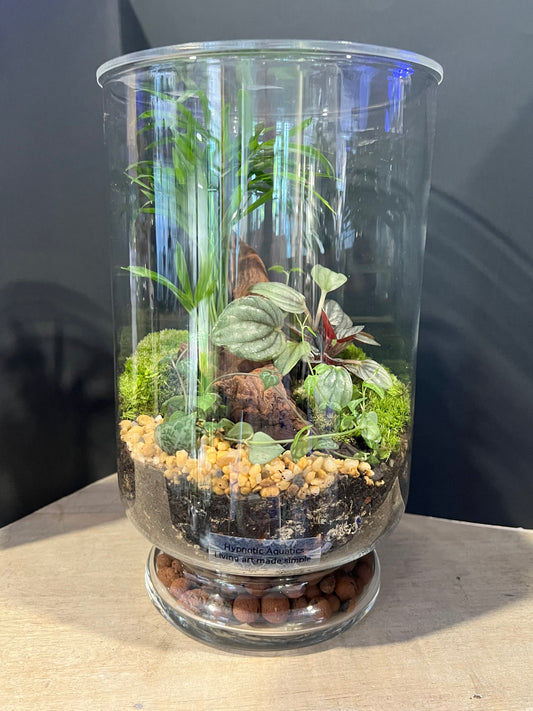 Terrarium 636