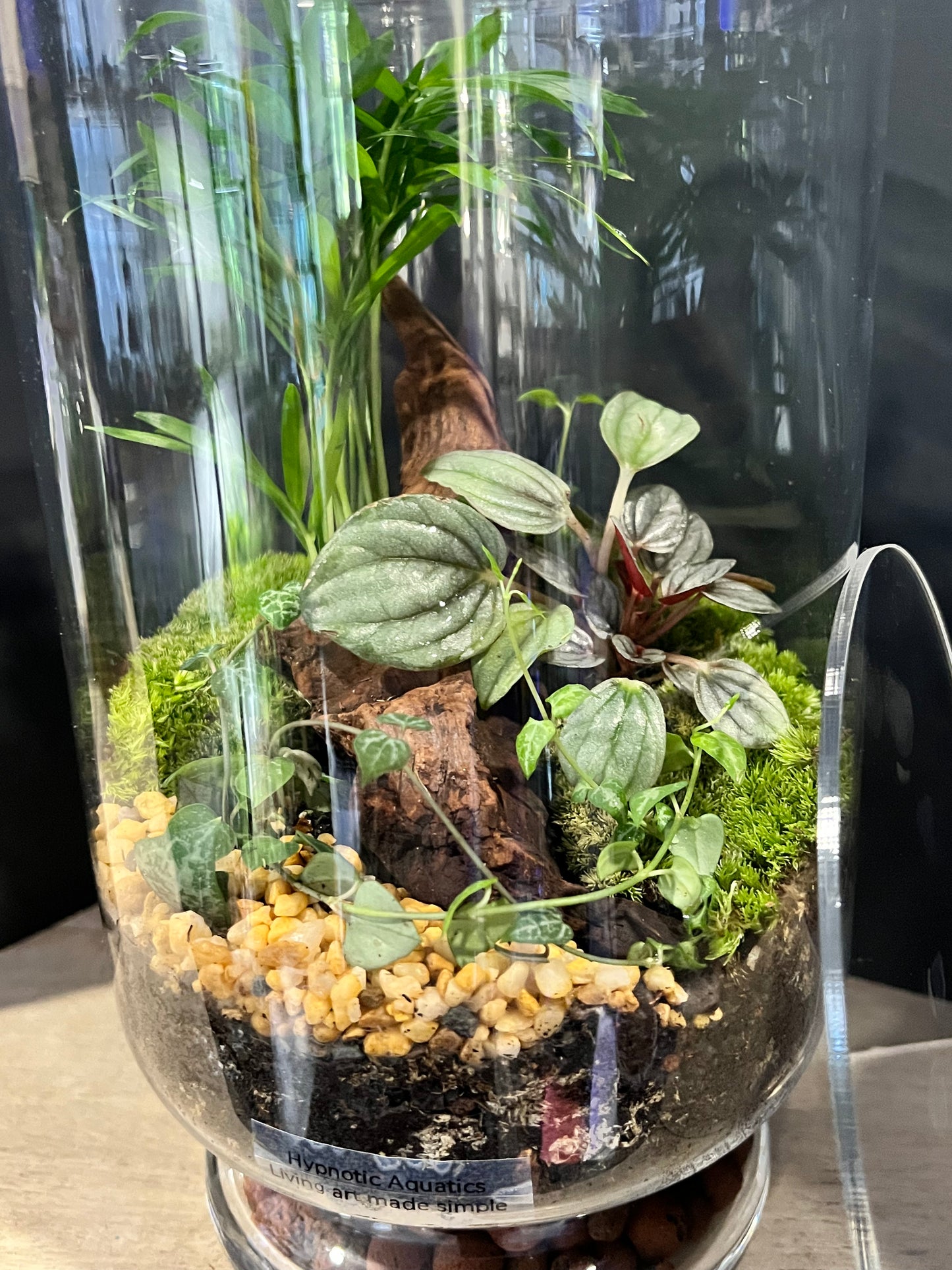 Terrarium 636