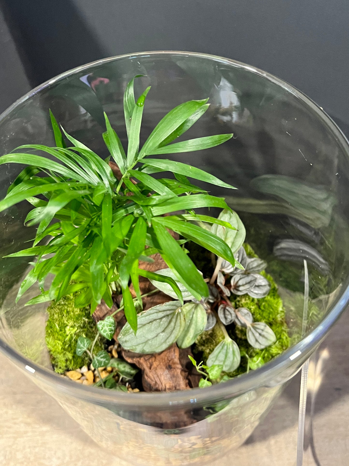 Terrarium 636