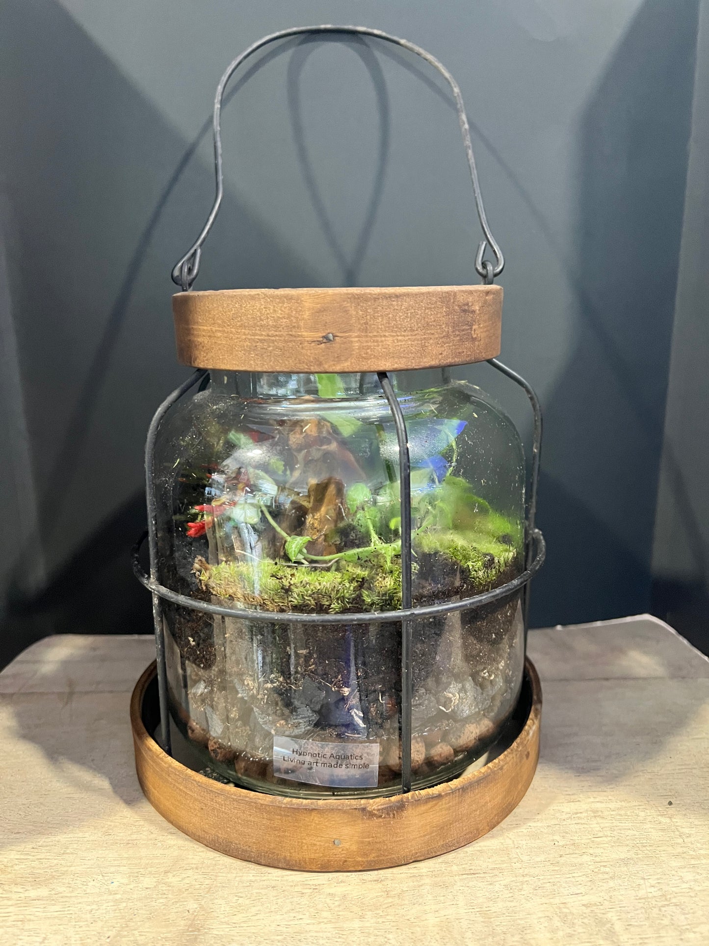 Terrarium 638