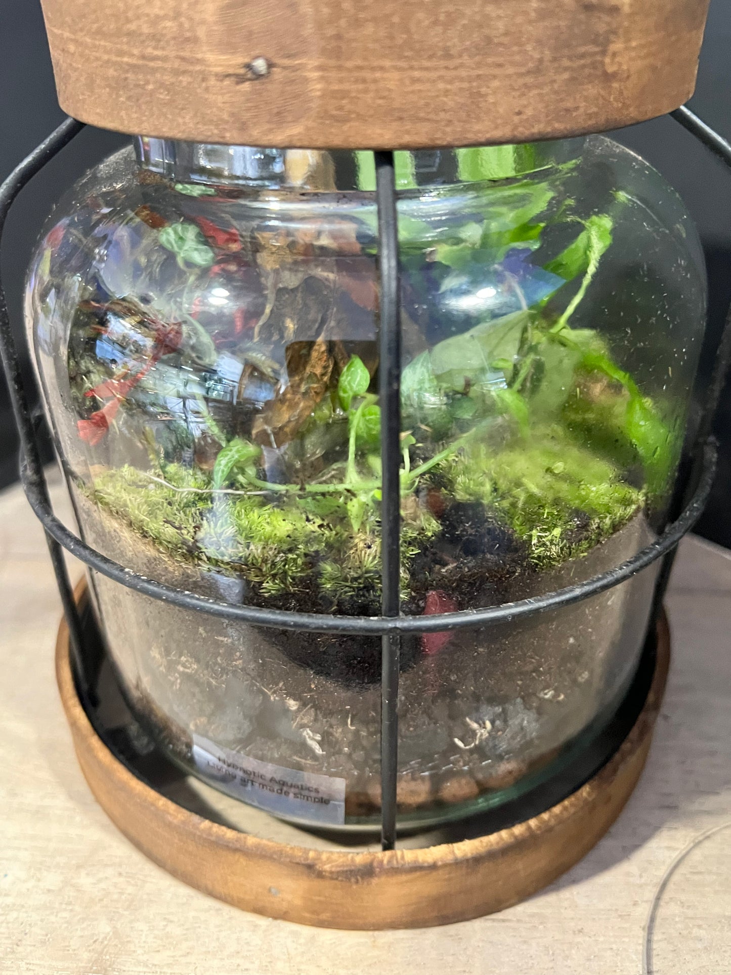 Terrarium 638
