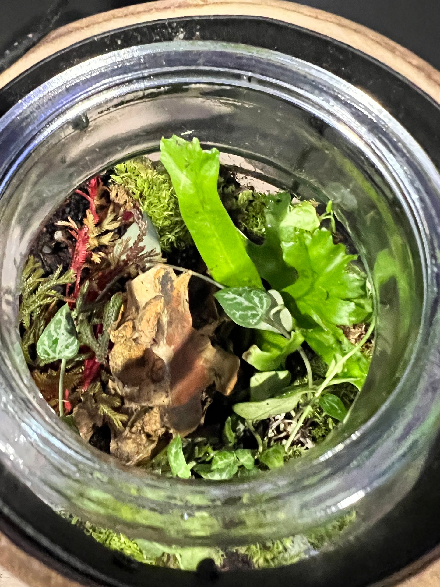 Terrarium 638