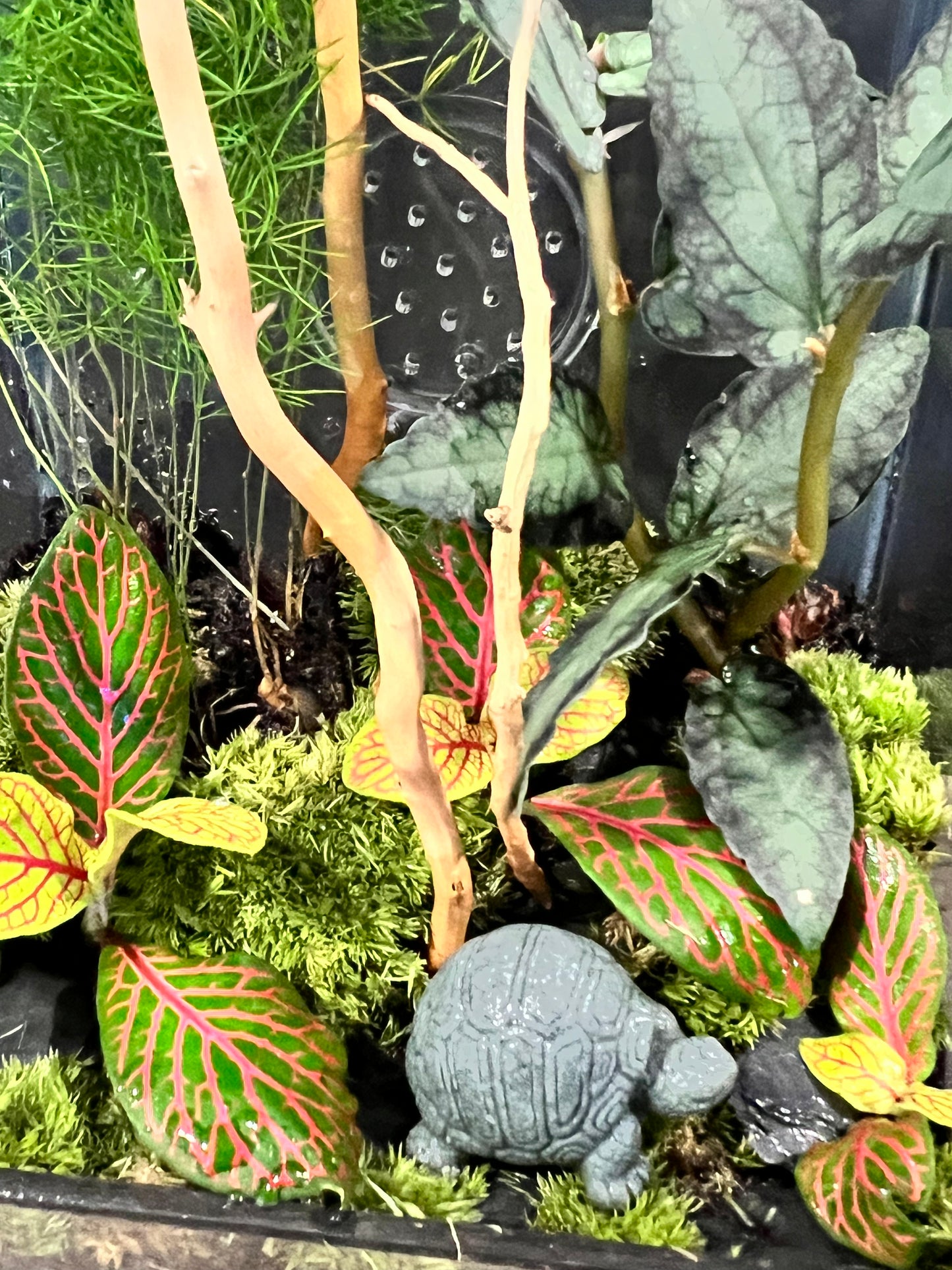 Terrarium 639