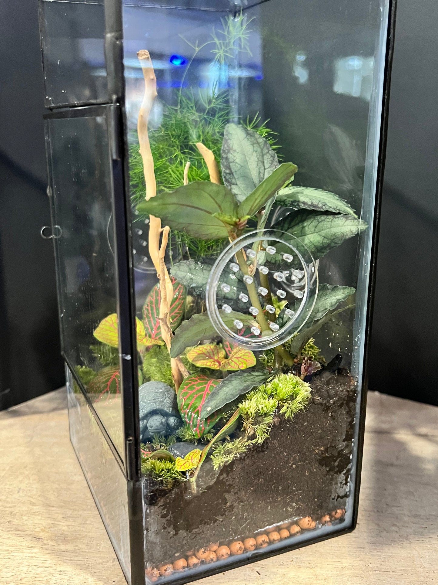 Terrarium 639