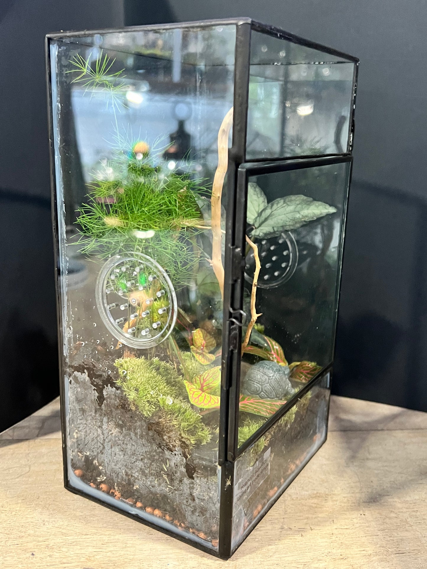 Terrarium 639