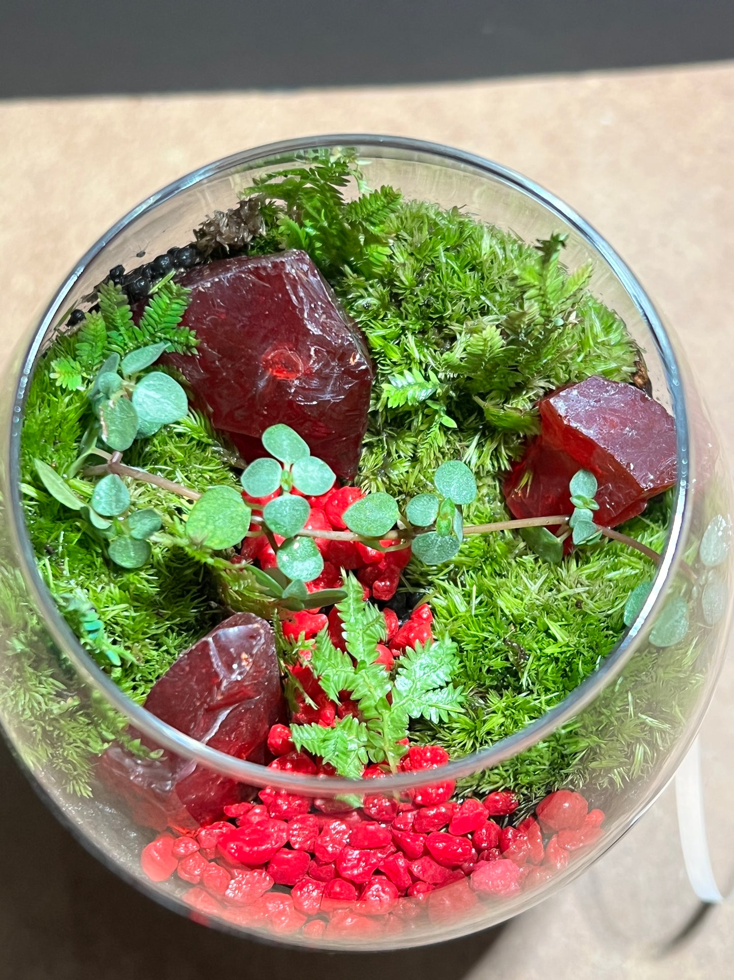 Terrarium 641
