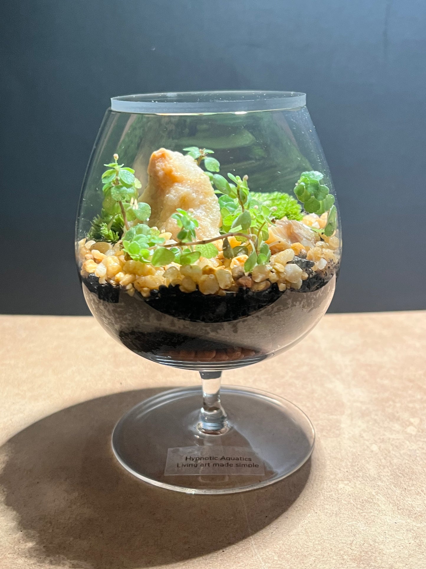 Terrarium 642