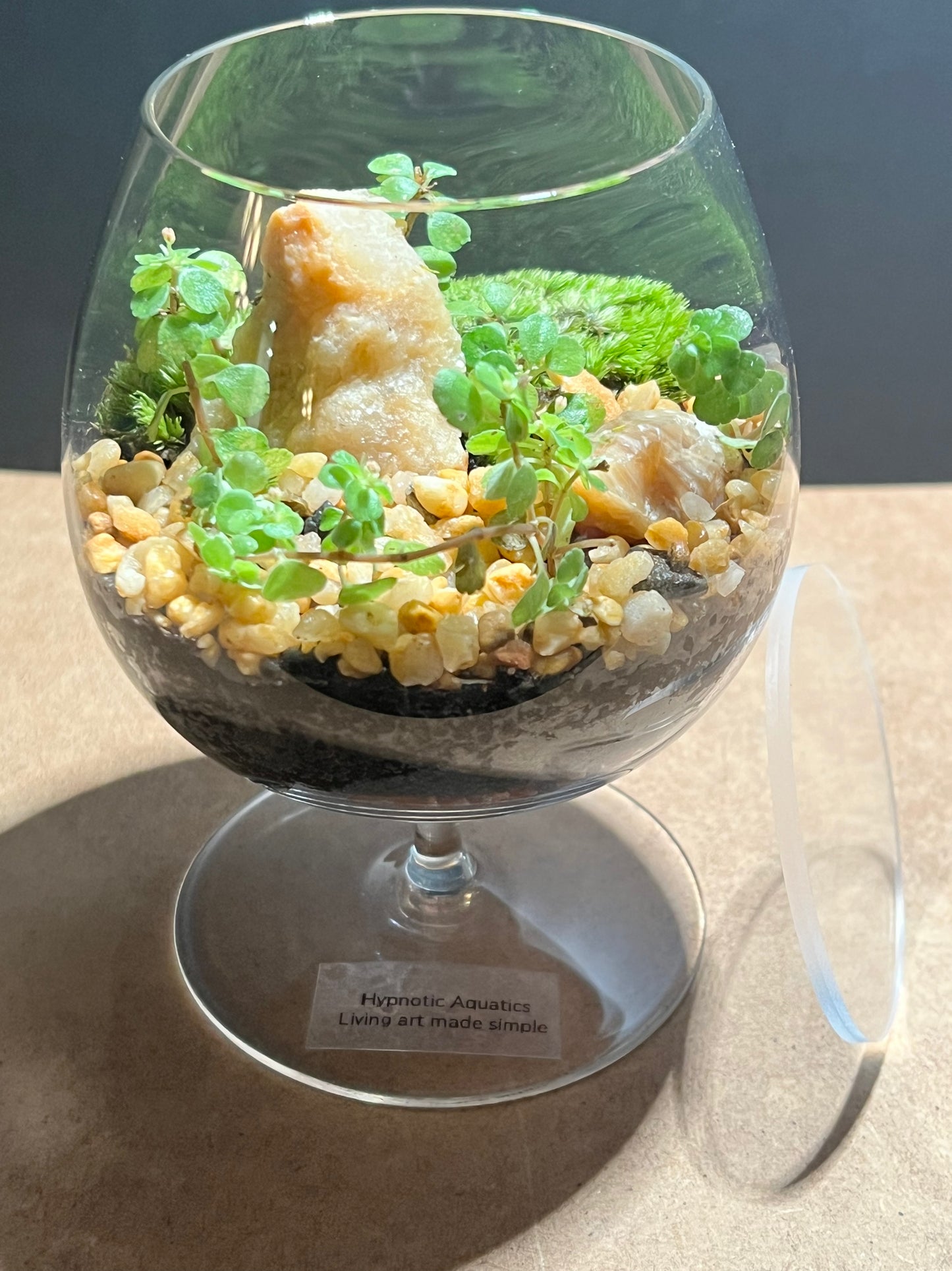 Terrarium 642