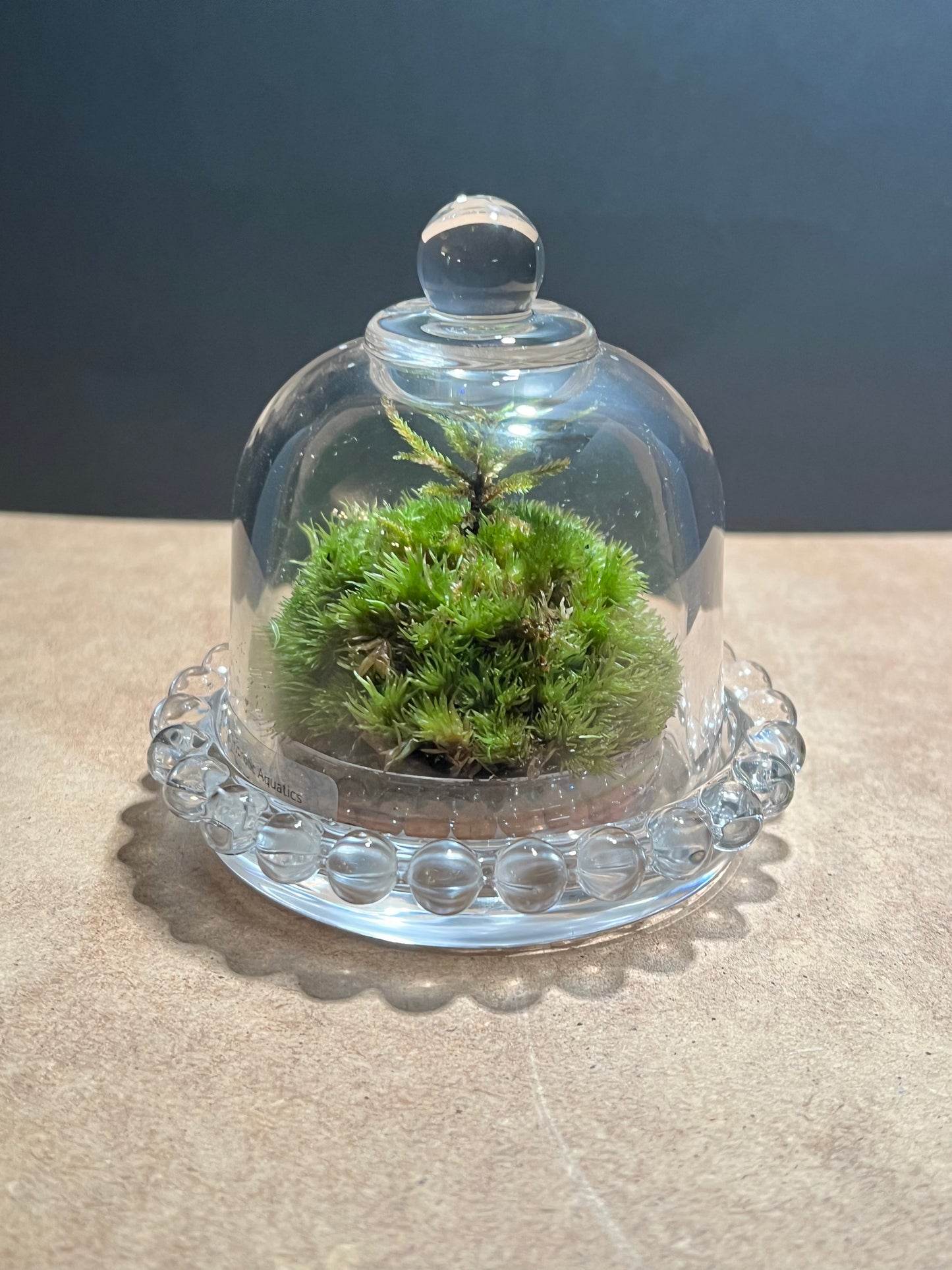 Terrarium 643