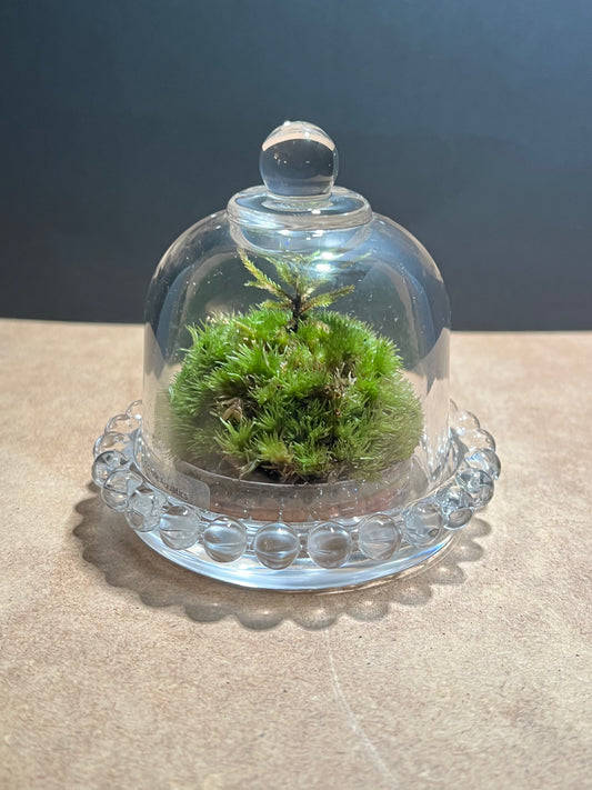 Terrarium 643