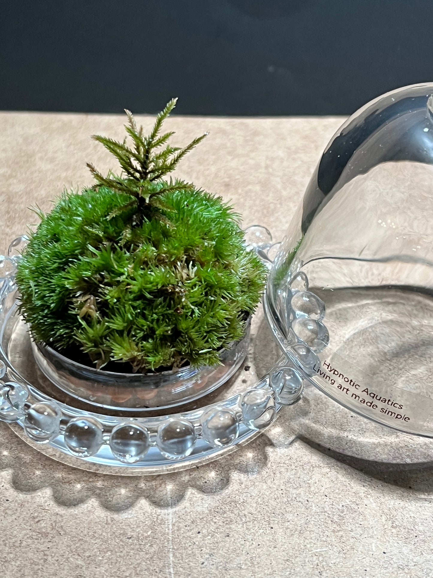 Terrarium 643
