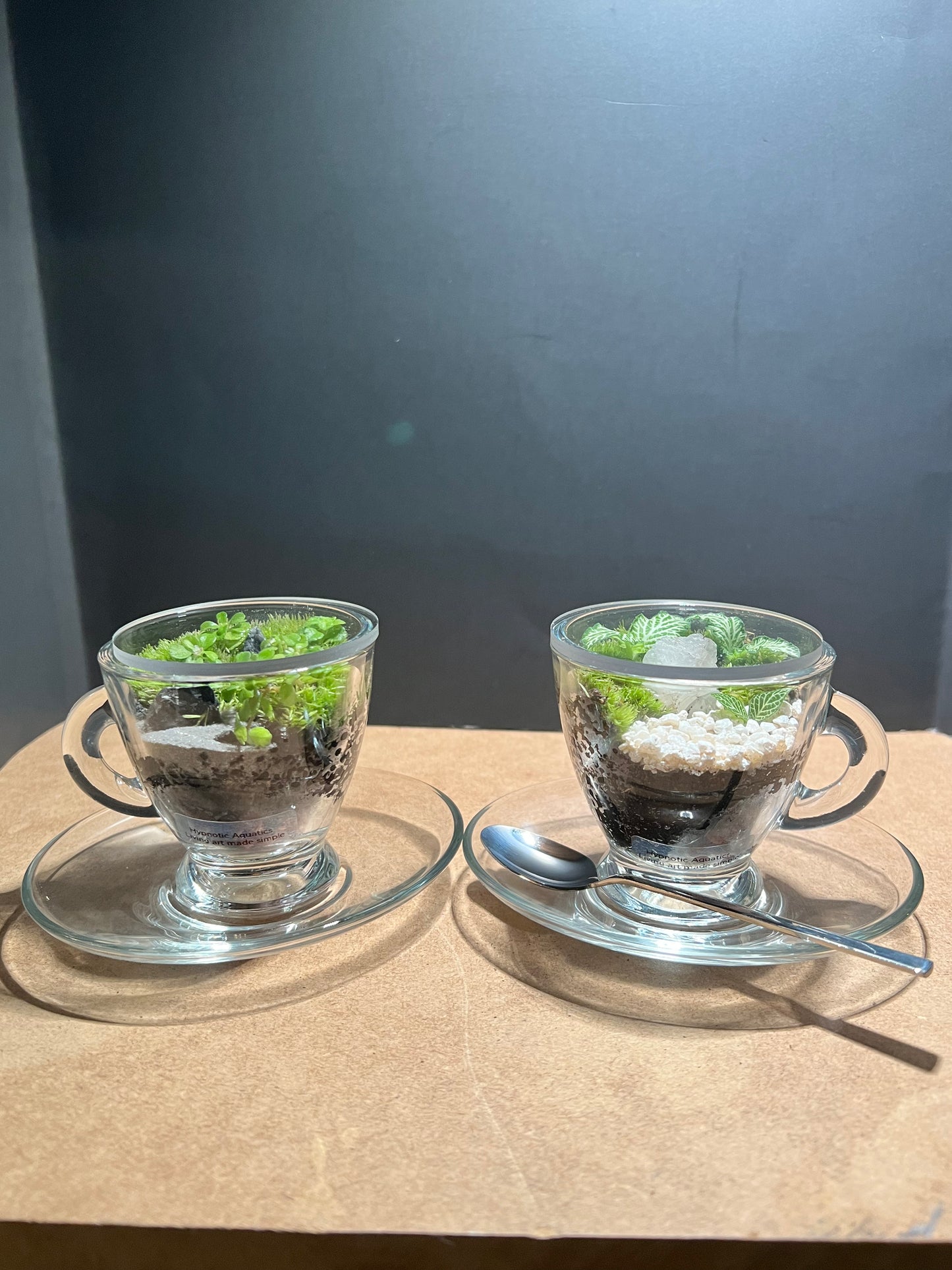 Terrarium 644 (seti)
